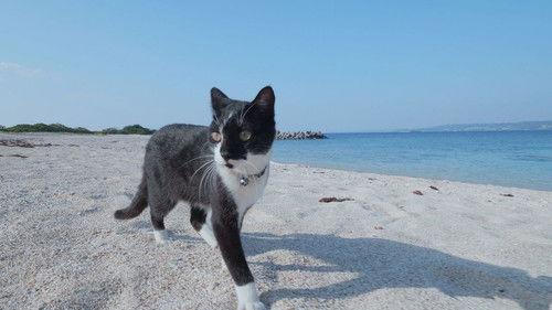 Background image for Okinawa/Kudaka: A Spiritual Paradise