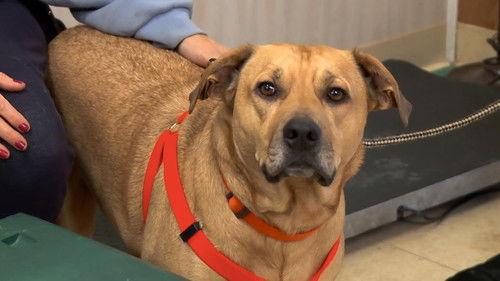 The Incredible Dr. Pol Season 13 Episode 8 - A Twitch in Time