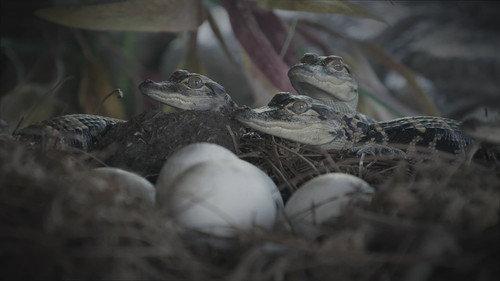 Swamp People: Serpent Invasion Season 4 Episode 13 - Gator Gauntlet