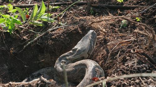 Swamp People: Serpent Invasion Season 4 Episode 2 - Monster Highway