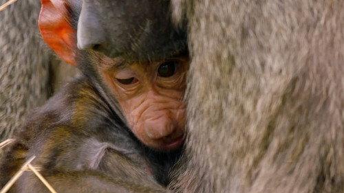 Secret Life of the Safari Park Season 1 Episode 3 - Episode 3