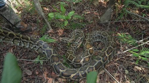 Swamp People: Serpent Invasion Season 4 Episode 12 - All In