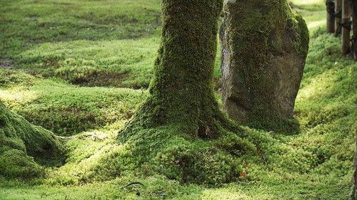 Japanology Plus Season 8 Episode 1 - Moss