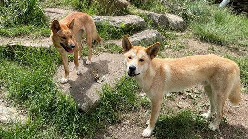 Taronga: Who's Who In The Zoo Season 4 Episode 5 - Camel Lump