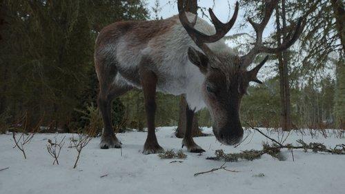 Jane Season 1 Episode 9 - Rangifer tarandus