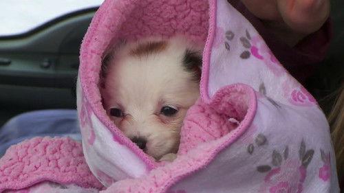 The Incredible Dr. Pol Season 19 Episode 7 - Game of Bones