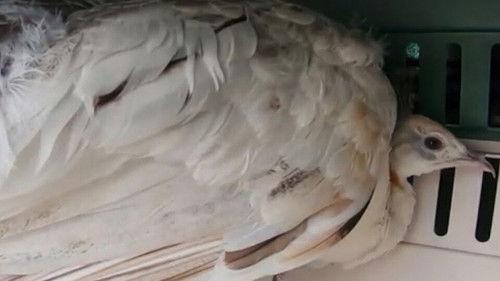 The Incredible Dr. Pol Season 20 Episode 11 - Marco Pol-O