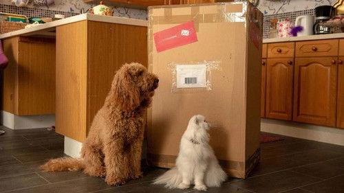 Waffle the Wonder Dog Season 4 Episode 11 - Waffle and the Box