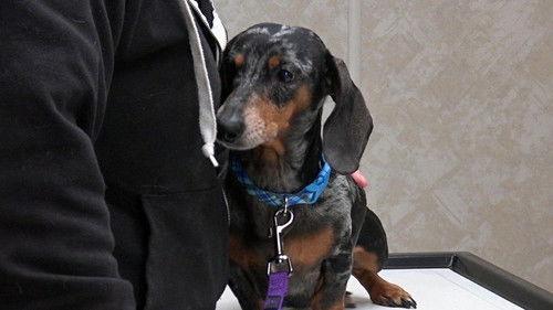 The Incredible Dr. Pol Season 19 Episode 10 - New Pol on the Block