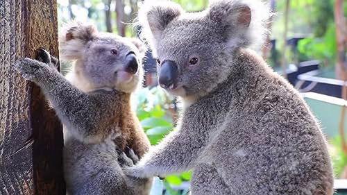 How Do Animals Do That? Season 1 Episode 21 - Cool Koalas and Elephant Calls