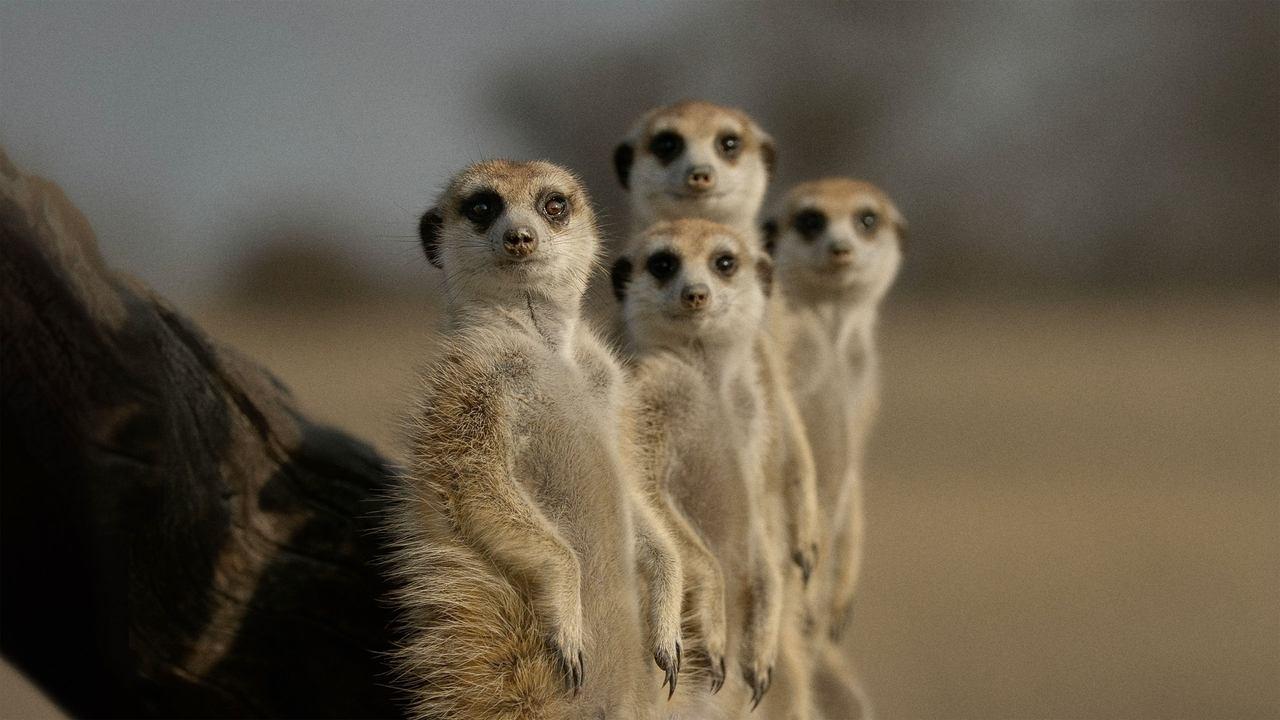 The Secret Lives of Animals backdrop