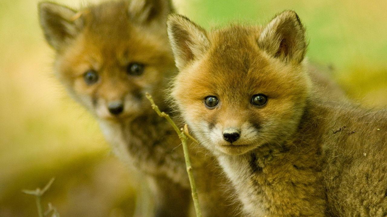 Wildlife SOS backdrop