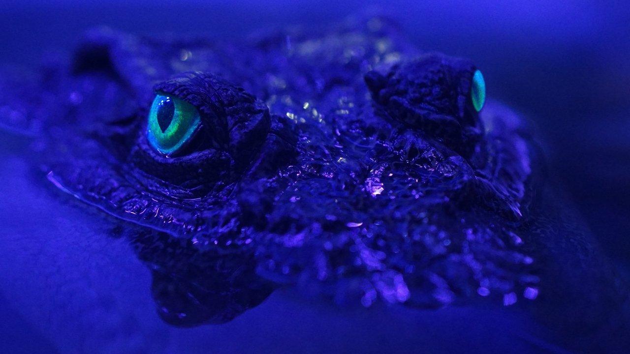 Beasts of the Bayou backdrop