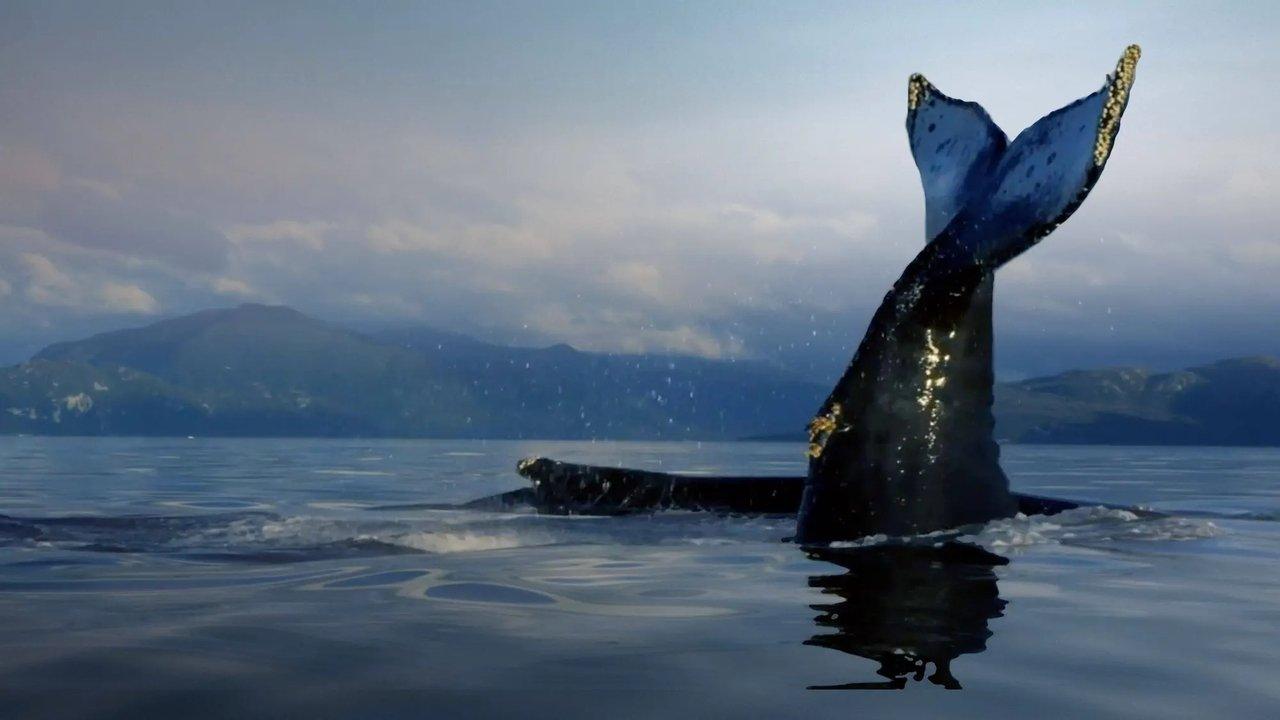 The Humboldt Current backdrop