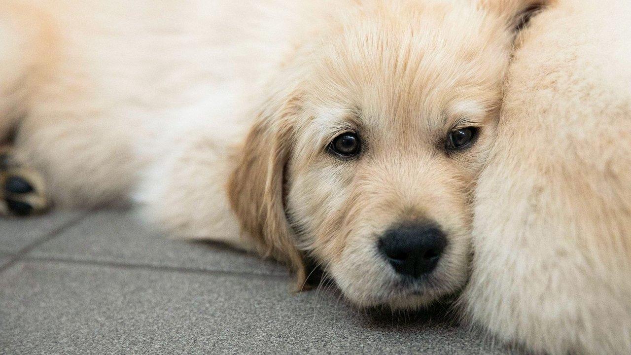 Puppy School for Guide Dogs backdrop