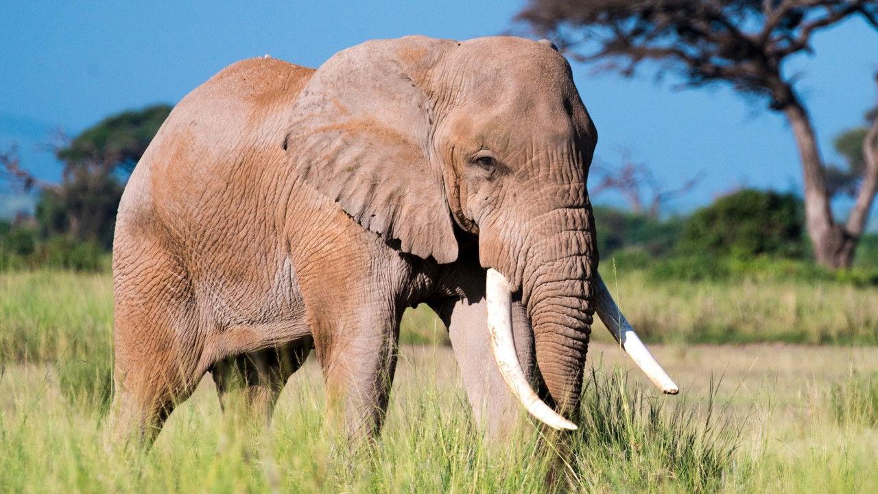 Aging in the Wild backdrop