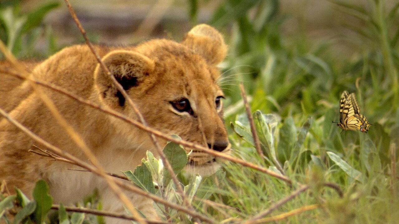 If I Were an Animal backdrop