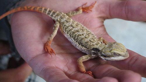 The Incredible Dr. Pol Season 10 Episode 10 - Beginner's Yuck