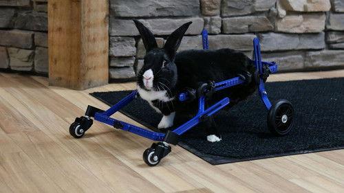 Background image for Yappy Birthday!