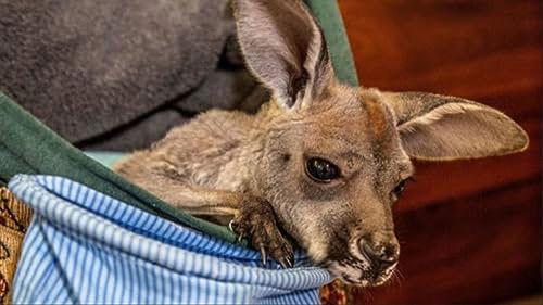 How Do Animals Do That? Season 1 Episode 24 - Foxy Foxes and Sticky Spiders