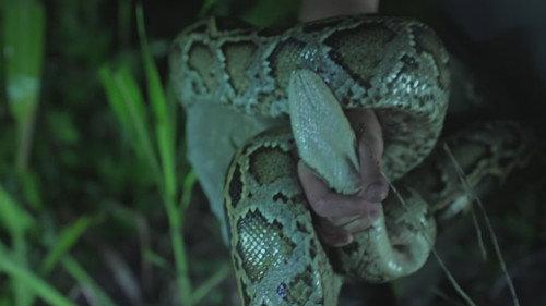 Swamp People: Serpent Invasion Season 4 Episode 8 - Blaze of Glory