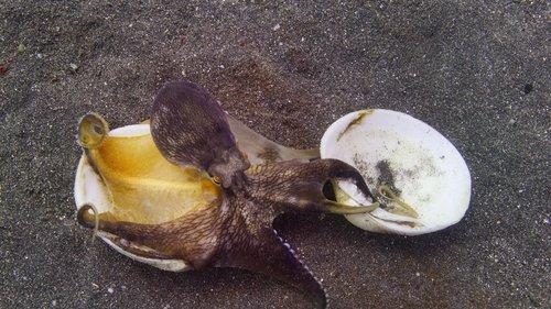 Our Oceans Season 1 Episode 2 - Indian Ocean