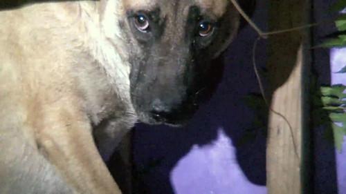 Pit Bulls and Parolees Season 4 Episode 7 - Trapped Below