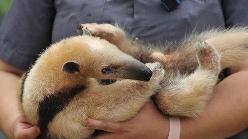 Secrets of the Zoo: Tampa Season 4 Episode 6 - Wake Me Up Before You Bongo