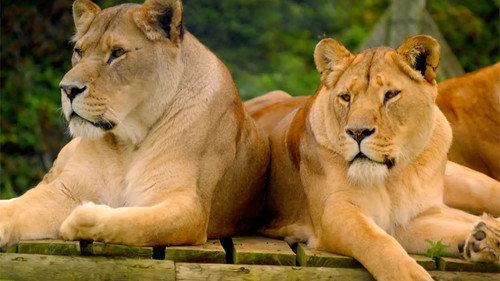 Secret Life of the Safari Park Season 1 Episode 1 - Episode 1