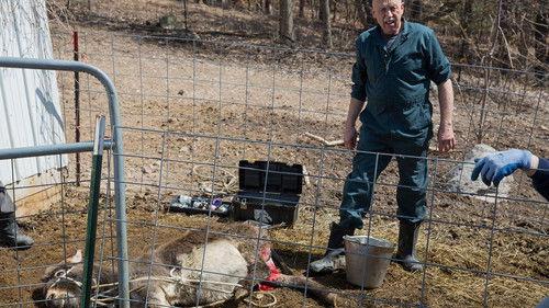 The Incredible Dr. Pol Season 6 Episode 6 - It's Raining Hen
