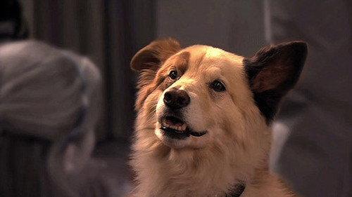 Dog with a Blog Season 1 Episode 1 - Stan of the House