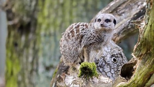 Background image for Meerkat and Giant Millipede