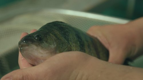 Background image for Perch Science & Wendt's Fish Fry