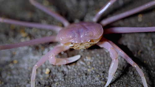 Background image for Laos: The Karst Caves