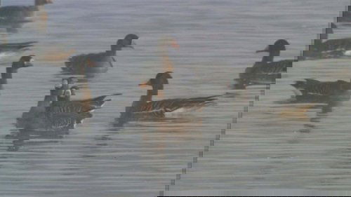 Background image for Lake Miyajima