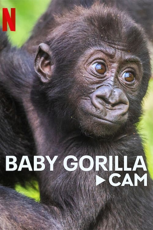 Show cover for Baby Gorilla Cam