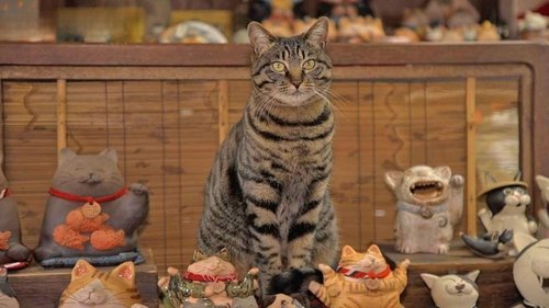 Background image for Aichi: A Cat Temple and Ceramics