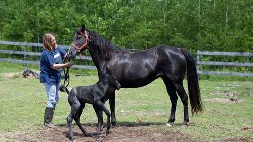 Wonder Horse