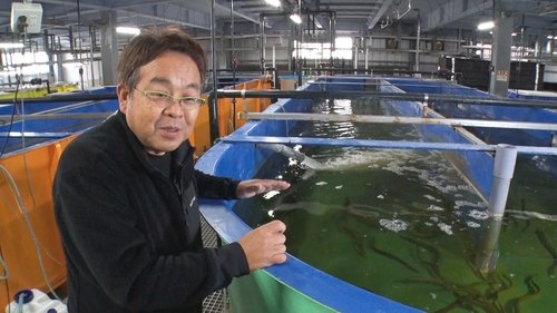 Background image for Sustainable Fisheries through Advances in Aquaculture: Aquaculture Innovator - Yamamoto Toshimasa
