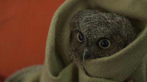 Background image for You're Owl I Need