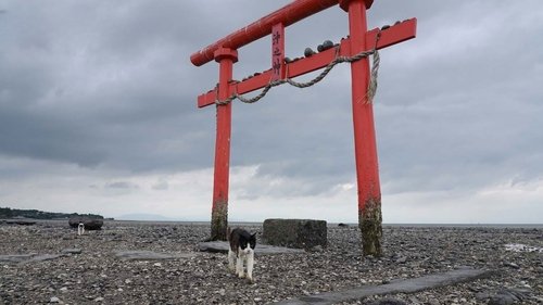 Background image for Saga: Floating Torii Gates and Imari Ware