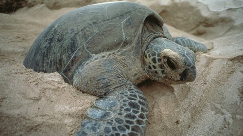Background image for Galapagos