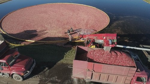 Background image for Honestly Cranberry
