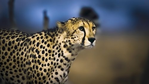 Background image for Cheetah Plains