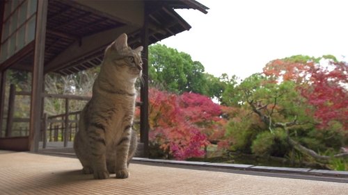 Background image for Autumn Colors in Kyoto