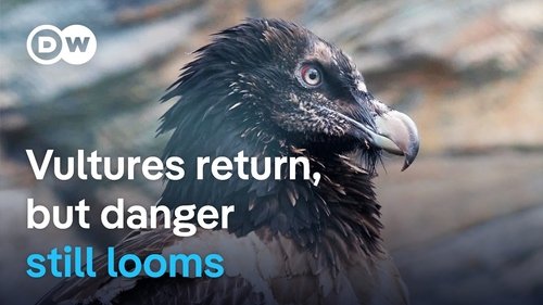 Background image for The return of vultures to Europe