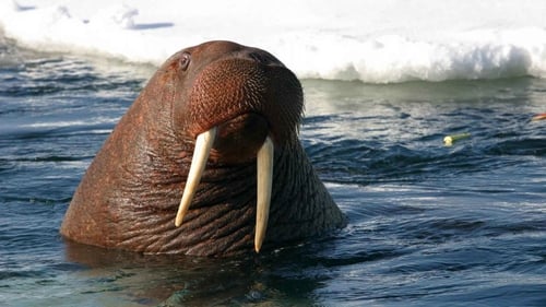 Toothwalkers: Giants of the Arctic Ice