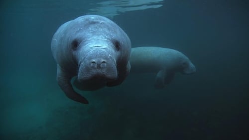 Manatees and Dugongs