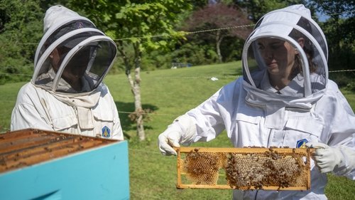 Background image for Honey