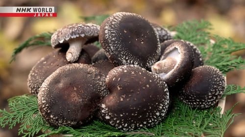 SHIITAKE